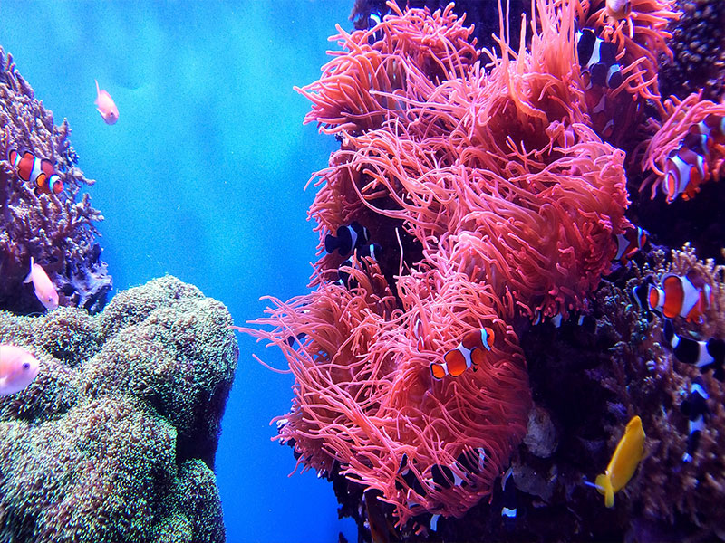Divers Den Great Barrier Reef Liveaboard | Happy Travels