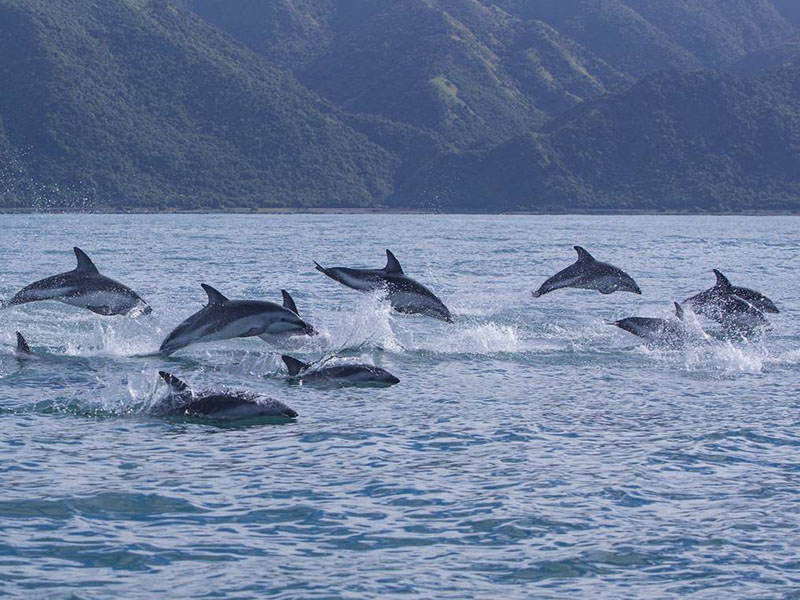 Dolphin Encounter Swim