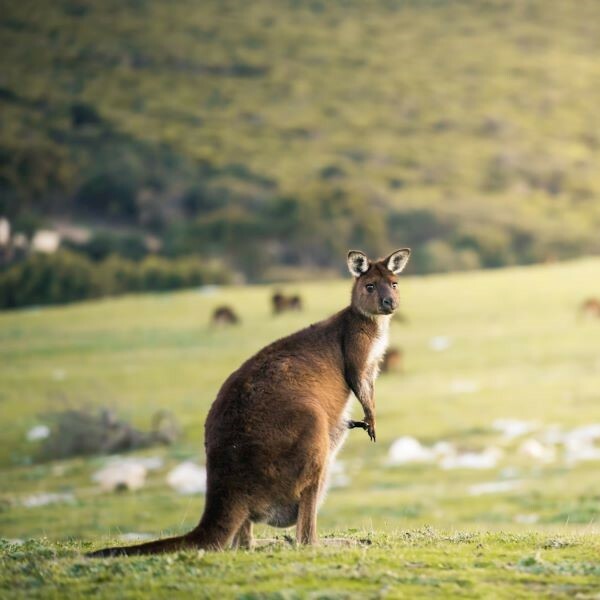 Kangaroo Island Adventure Tour