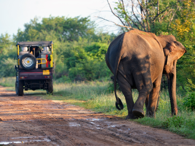 India & Sri Lanka