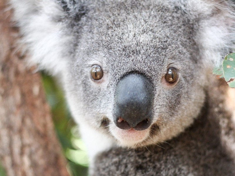 Koala Sanctuary Return Cruise