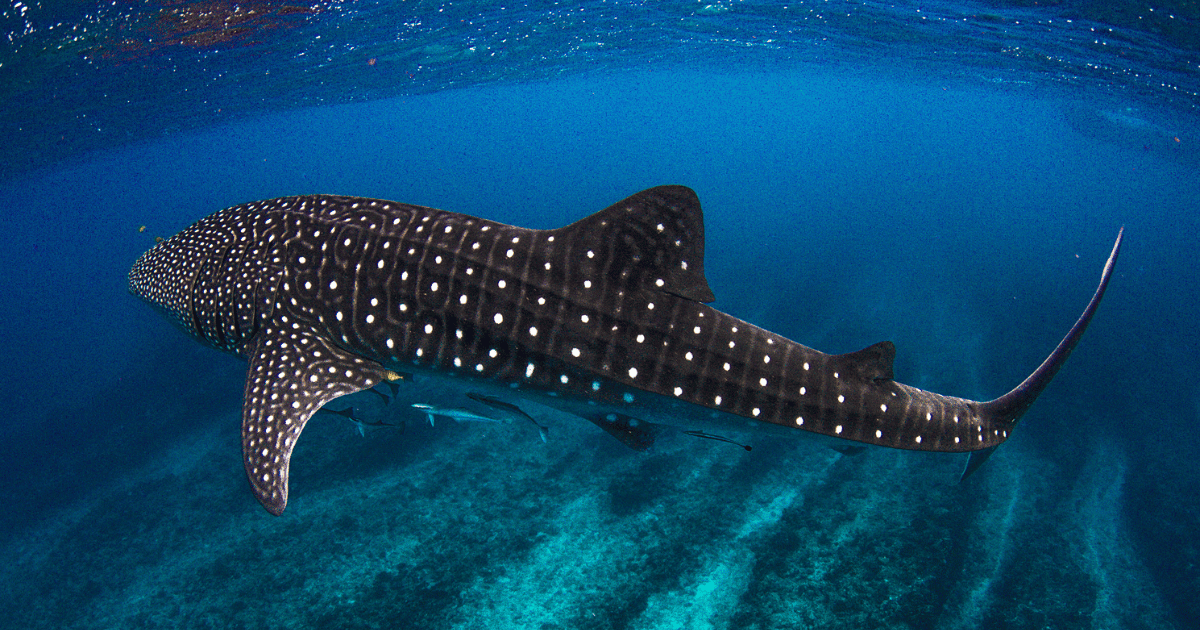 Exmouth Whale Shark
