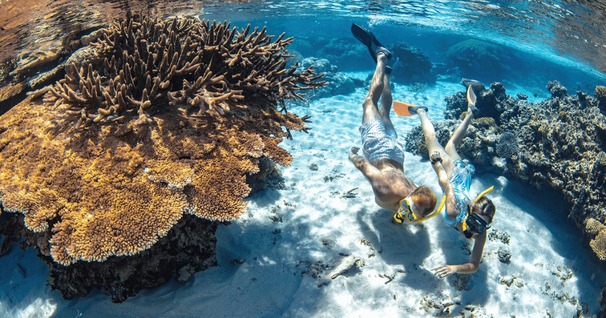 great-barrier-reef-snorkel Snorkelling Great Barrier Reef on Travel Buddies East Coast Group Tour